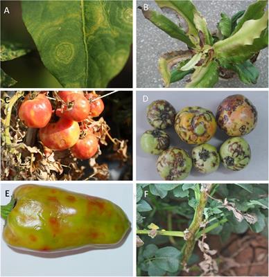 Occurrence, Distribution, Evolutionary Relationships, Epidemiology, and Management of Orthotospoviruses in China